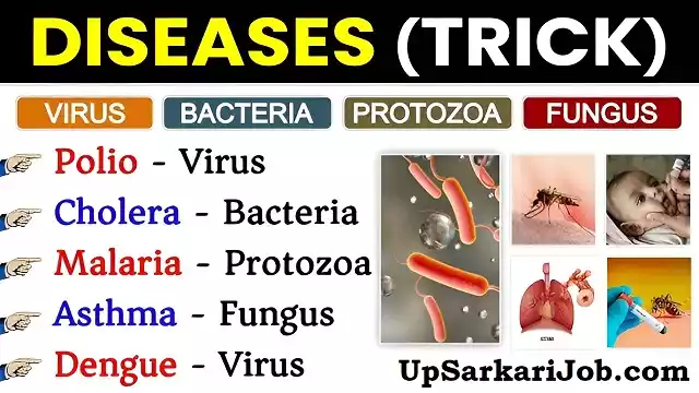 Bacteria Virus Protozoa Diseases
