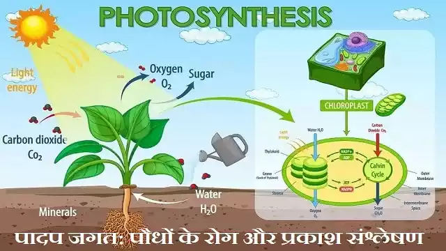 Plant Kingdom Photosynthesis Plant Diseases