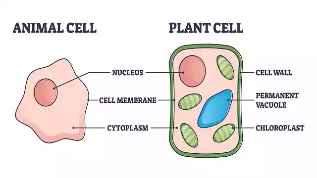 Structure of Cell in Hindi